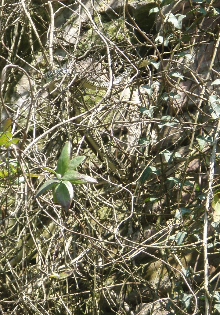 Alcune foto di biacchi in natura